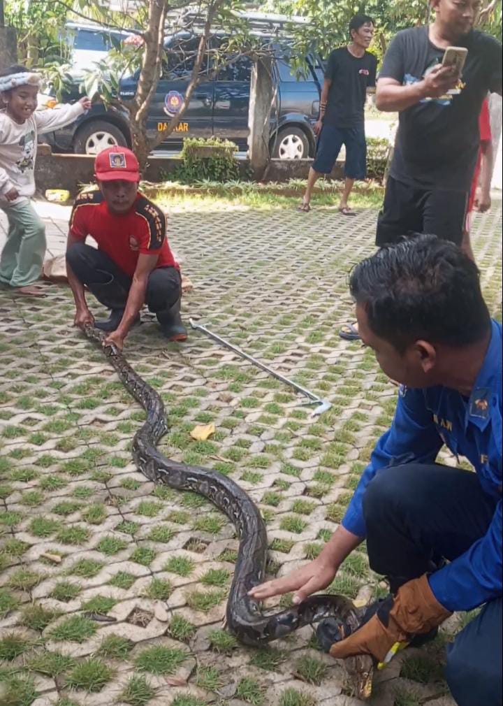 Damkar Tuban Evakuasi 151 Ekor Ular dalam 6 Bulan, Pyton Paling Banyak 5 Damkar Tuban evakuasi 151 ekor ular