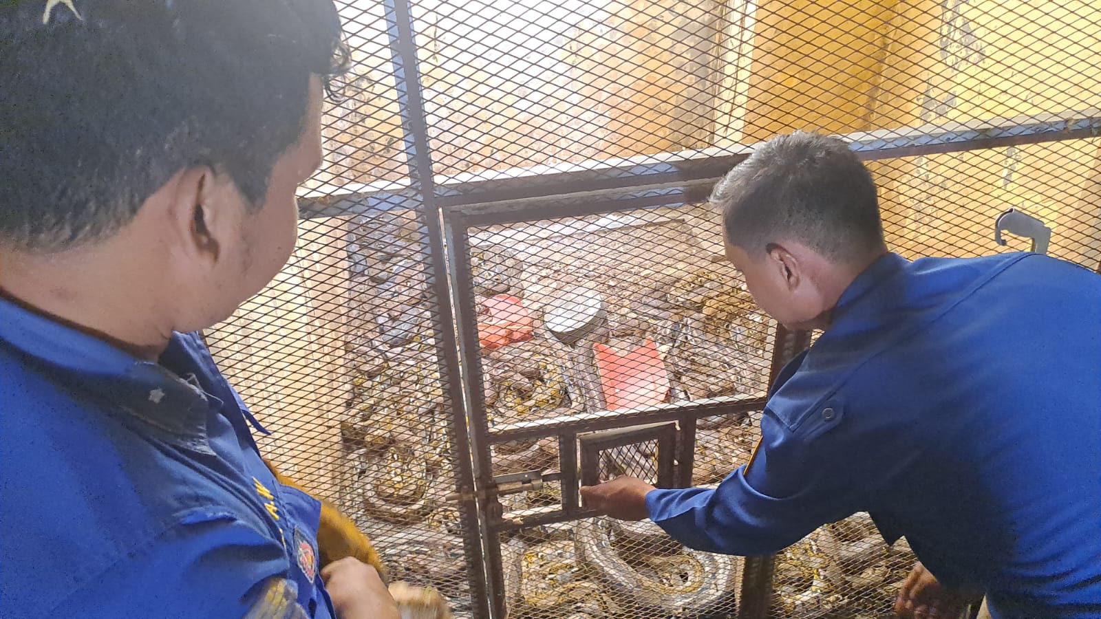 Damkar Tuban Evakuasi 151 Ekor Ular dalam 6 Bulan, Pyton Paling Banyak 6 Damkar Tuban evakuasi 151 ekor ular
