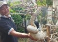 Penghobi Budidaya Bonsai di Pasuruan Keluhkan Pasar Lesu dan Sepi Pameran