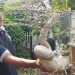 Penghobi Budidaya Bonsai di Pasuruan Keluhkan Pasar Lesu dan Sepi Pameran 8 Penghobi Budidaya Bonsai di Pasuruan Keluhkan Pasar Lesu dan Sepi Pameran
