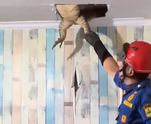 Pasukan Damkar Karawang Evakuasi Biawak Jumbo di Rumah Warga, Netizen Inginkan Mereka Digaji hingga Dua Digit 1 Damkar Karawang.