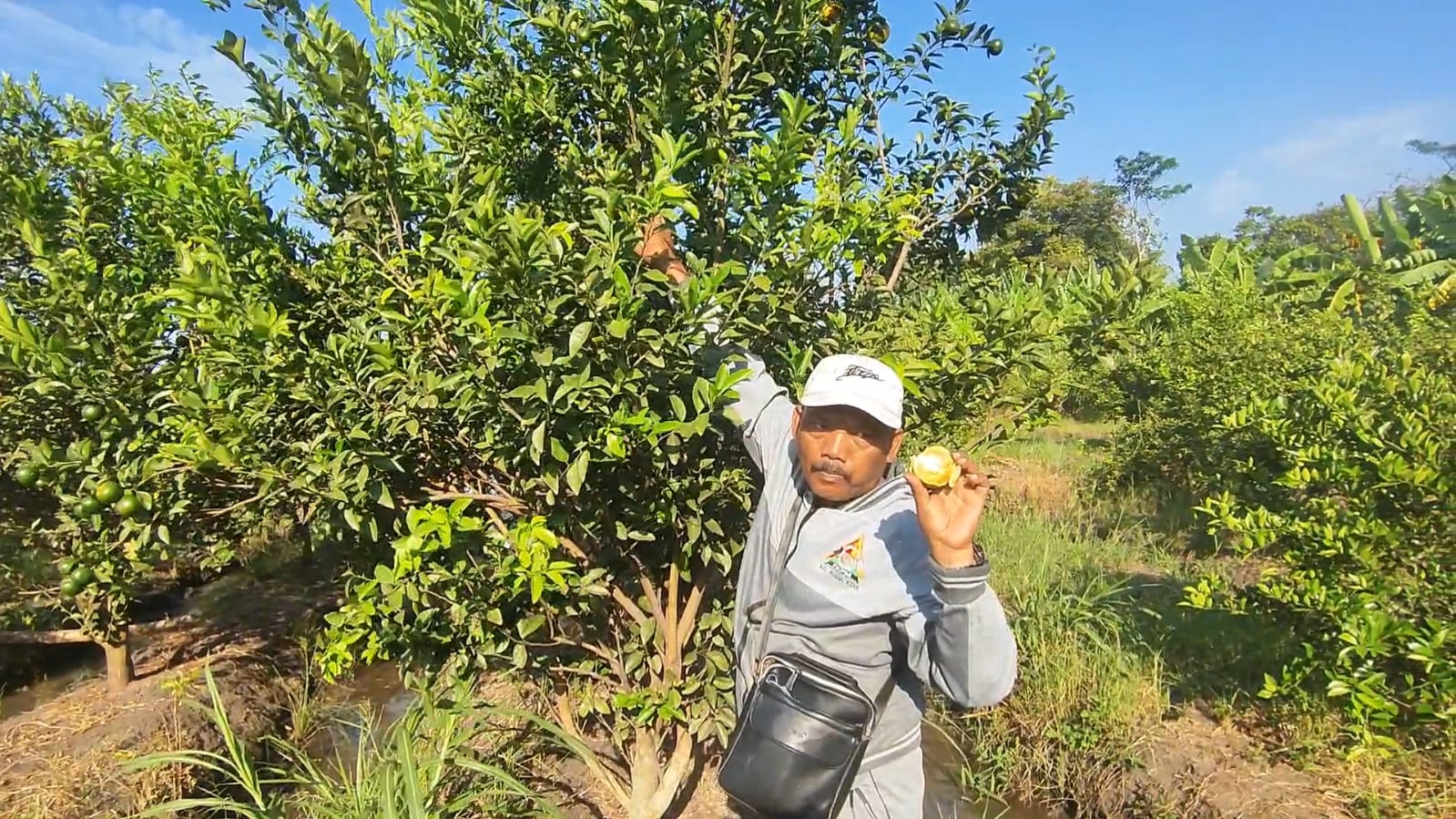 Jeruk Siam 1