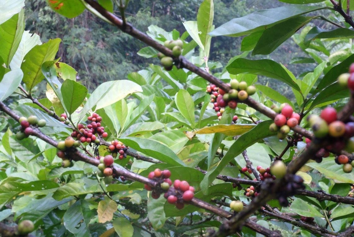 Harga kopi.
