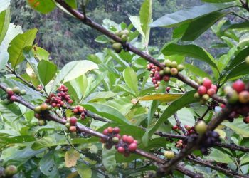 Harga kopi.