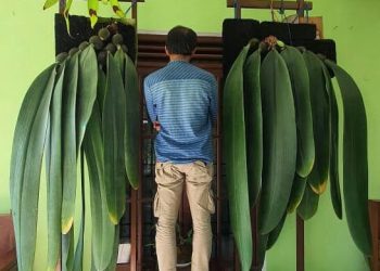 Fantastis! Harga Anggrek Dasi Setinggi Tubuh Manusia di Jember 2024 Ditaksir Seharga Mobil Sport Ratusan Juta Rupiah 1 Anggrek dasi.