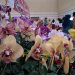 Festival Anggrek 2024, Jadi Ajang Melestarikan Agrowisata di Jember 11 Festival anggrek.