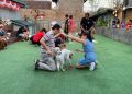 anjing