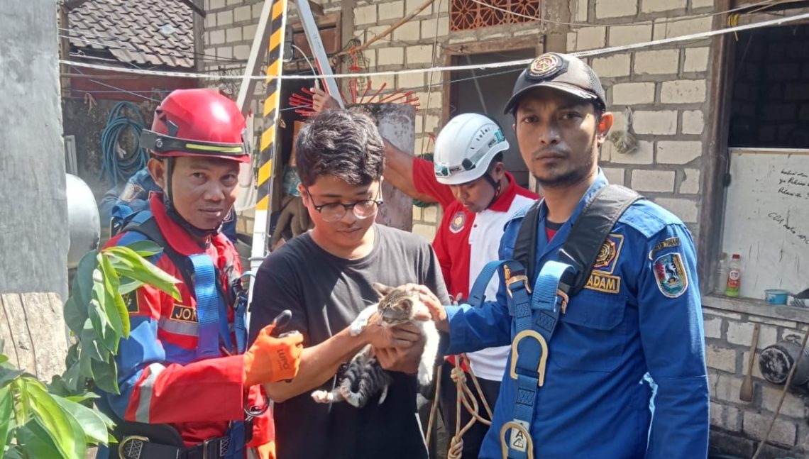 Evakuasi Dramatis Penyelamatan Seekor Kucing Tercebur Sumur Sedalam 10 Meter di Tuban 1 Kucing