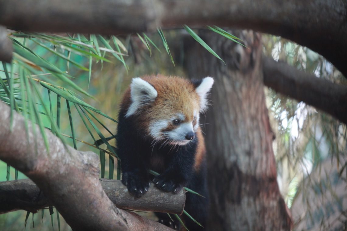 Kehadiran Red Panda di Batu Secret Zoo: Langkah Baru Konservasi Satwa Langka 1 Red Panda,