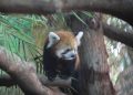 Red Panda,