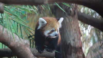 Red Panda,