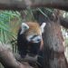 Red Panda,