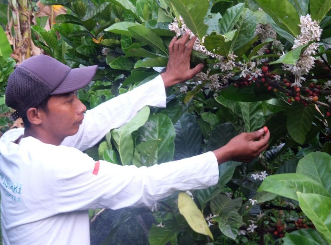 Petani Kopi