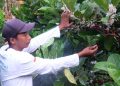 Petani Kopi