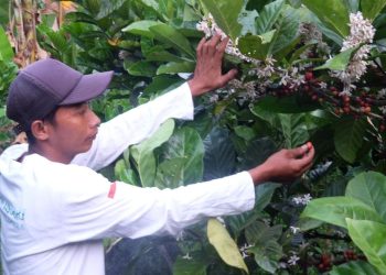 Petani Kopi