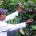 Petani Kopi