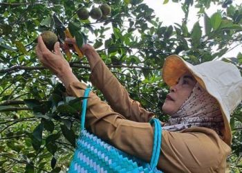 Wisata petik jeruk Malang.