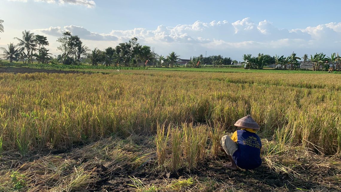 Kurangi Pakai Bahan Kimia, Agensi Pengendali Hayati Jadi Solusi Pembasmi Hama di Jember 1 Pembasmi hama.