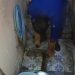 Mengejutkan! Ular Piton Sepanjang 3 Meter Bersarang di Closet Warga Tuban 8 Ular piton.