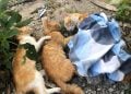 Bangkai Kucing