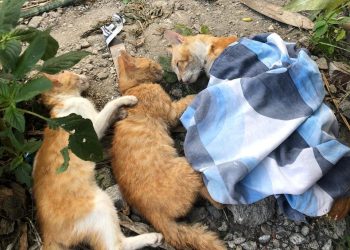 Bangkai Kucing