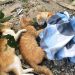Tak Ada Yang Ngaku! Kasus Kucing Mati Massal Akhirnya Dilaporkan ke Polresta Malang Kota 8 Bangkai Kucing