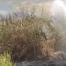 Satu Hektare Lahan Kering di Tuban Terbakar, Diduga Akibat Ulah Oknum Tak Bertanggung Jawab 8 Lahan kering.