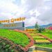 Nikmati View Sejuk Kebun Teh di Wisata Gunung Gambir Jember: Info Lokasi, Tiket, hingga Fasilitas Terbaru 2024 8 Wisata Gunung Gambir Jember.