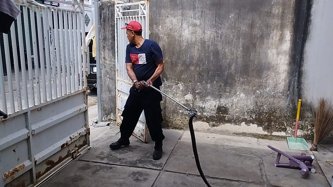 Ular cobra.
