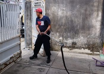 Ular cobra.