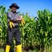 Inovasi Pertanian di Kapitan Meo NTT: Uji Coba Jagung Raja R7 Berpotensi Tinggi 13 Jagung Raja R7.