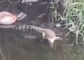 Buaya Darat