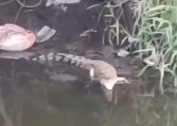 Buaya Darat