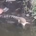 Buaya Darat