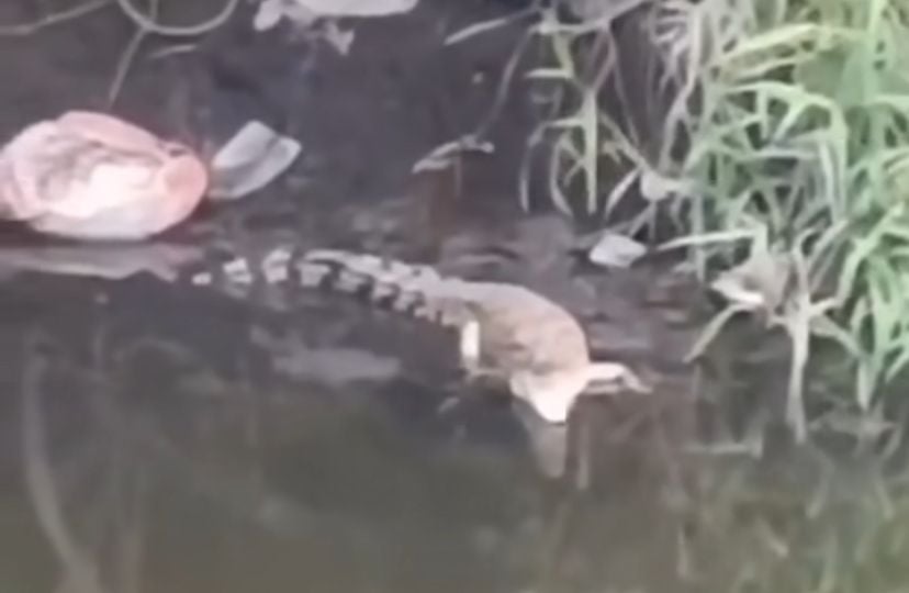 Viral, Anak Buaya Berkeliaran di Sungai Gunung Anyar Surabaya 1 Buaya Darat
