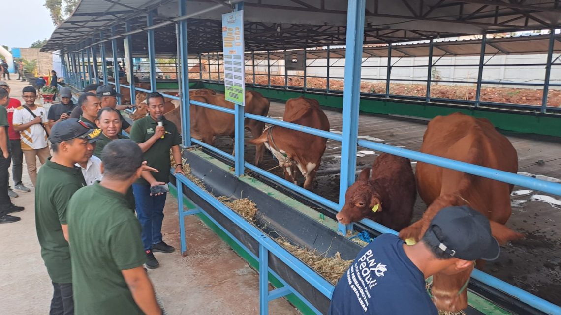 Kandang Sapi
