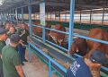 Kandang Sapi
