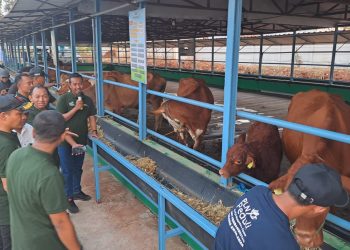 Kandang Sapi