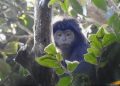Lutung Jawa