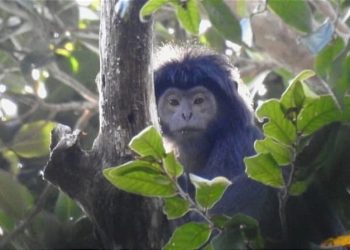 Lutung Jawa