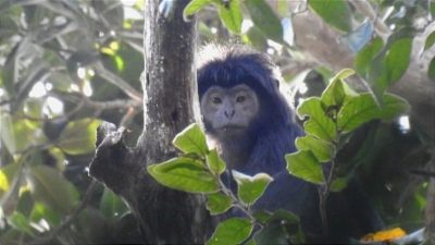 Lutung Jawa