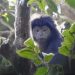 Perambahan Hutan Lindung di Kota Batu Mengancam Populasi Lutung Jawa 9 Lutung Jawa