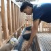 Saber Janda Farm, Misi Sosial Alumni Politeknik Negeri Jember di Peternakan Bondowoso 8 Ikbal Dwi Faturlana