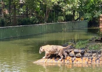 Kenalan dengan Anara, Harimau Benggala Putih yang Langka Koleksi Baru Kebun Binatang Surabaya 3 Kebun Binatang Surabaya.