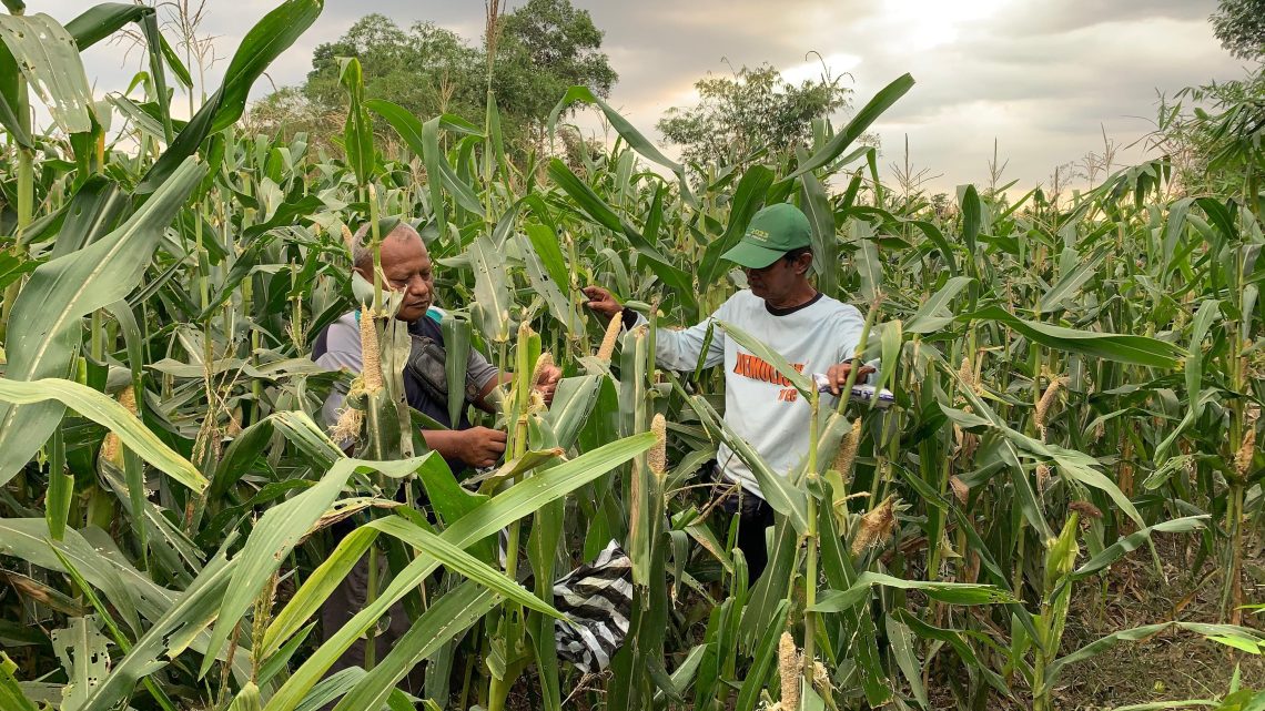 Hama Tikus Serang Tanaman Jagung di Jubung Jember, Petani Terancam Gagal Panen 1 Hama tikus.