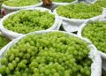 anggur shine muscat