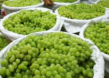 anggur shine muscat