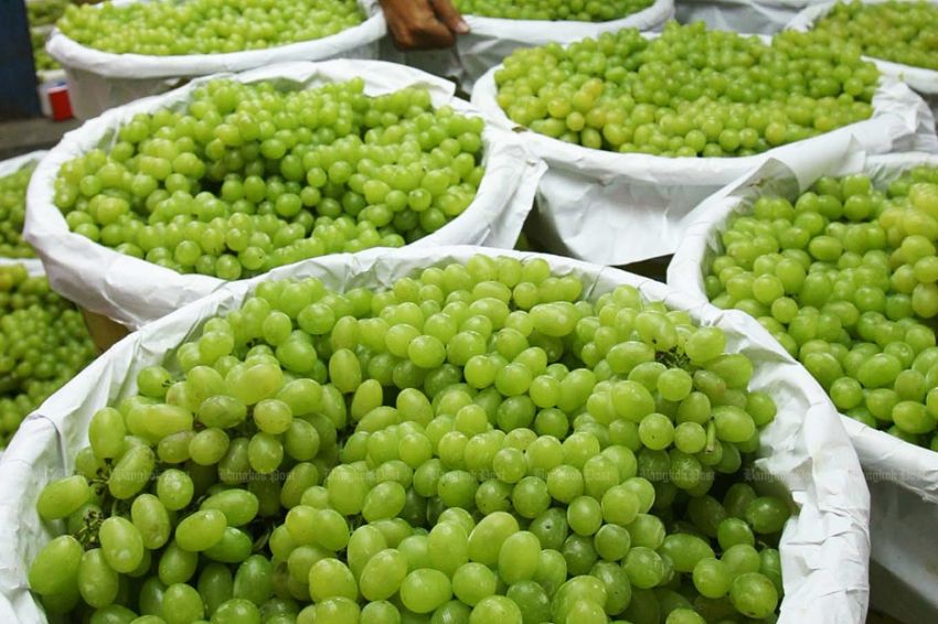 Kandungan Residu Pestisida Anggur Shine Muscat Lebihi Ambang Batas 1 anggur shine muscat