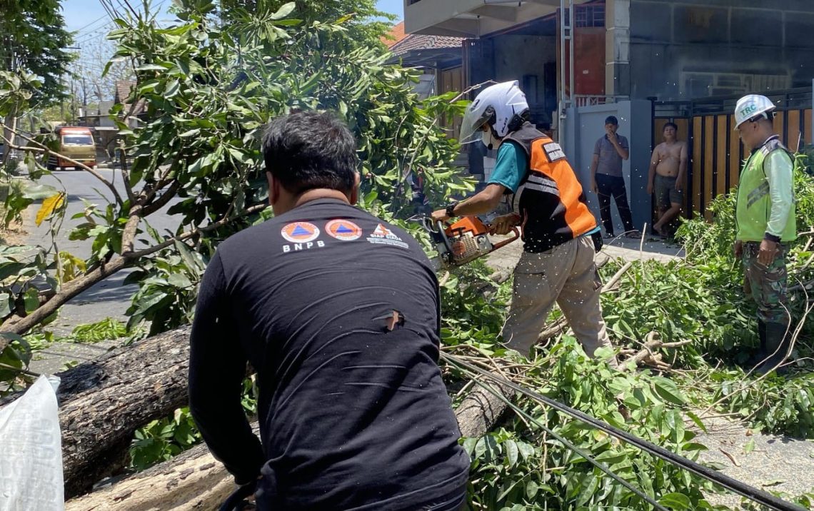Dua Pohon Tumbang Akibat Angin Kencang di Mojokerto Sempat Sendat Arus Lalu Lintas 1 Pohon Tumbang