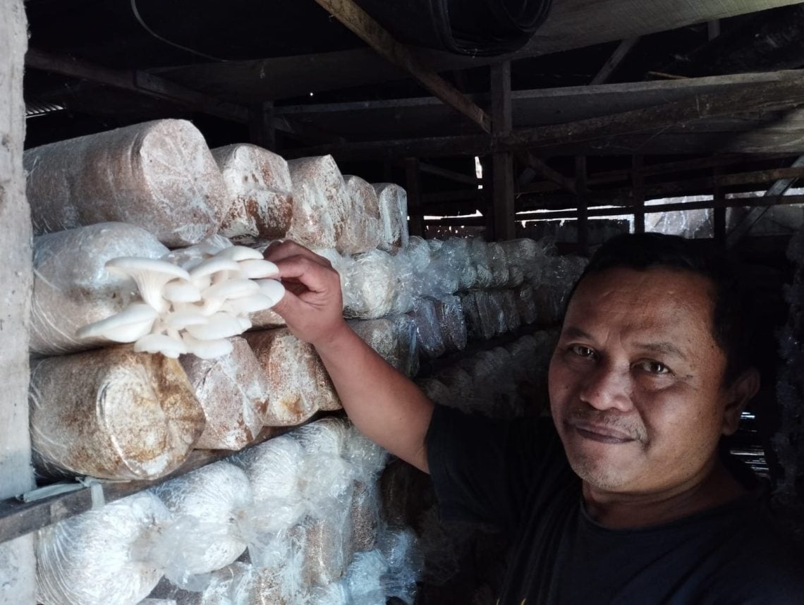 Berawal Lasmari Jualan Kayu, Kini 15 Tahun Sukses Geluti Usaha Budi Daya Jamur di Mojokerto 1 Budi daya jamur.